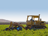 Tractor pulling a disc through a Lagorio Farms tomato field.