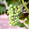 Wine grapes on the vine.